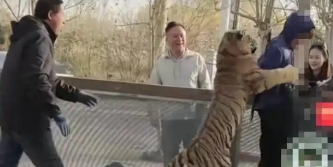 网传男子动物园挑逗老虎被咬引关注