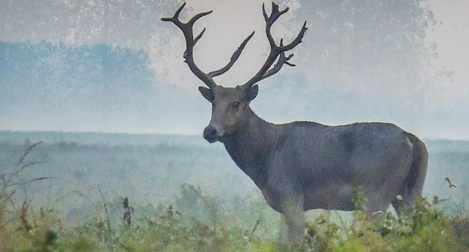 2025年麋鹿与生态保护国际研讨会在北京举行