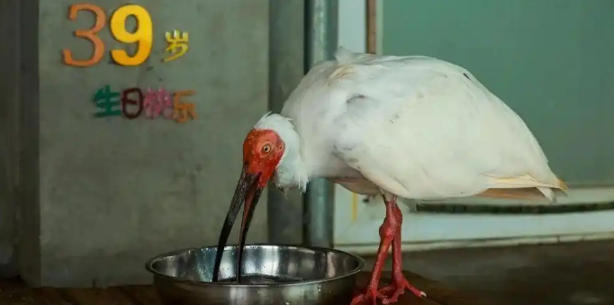 近40岁奇迹！最长寿朱鹮“平平”在北京动物园去世