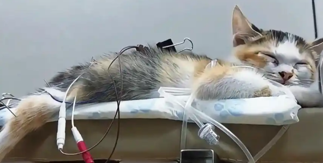 瘫痪小猫被养成“家中小霸王”！攀爬打架样样行