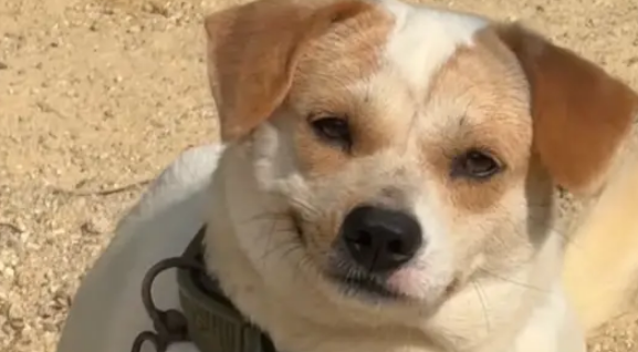 爷爷养的小土狗竟会斜嘴笑，感觉有点拽有点痞帅