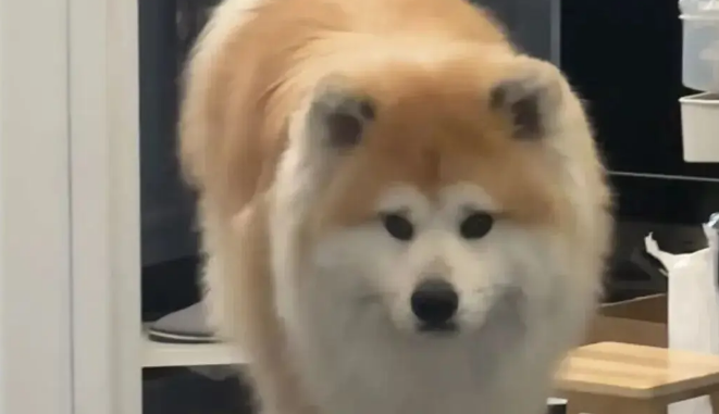 网友说她家秋田犬腿特别长，绝了……P都不敢这么P