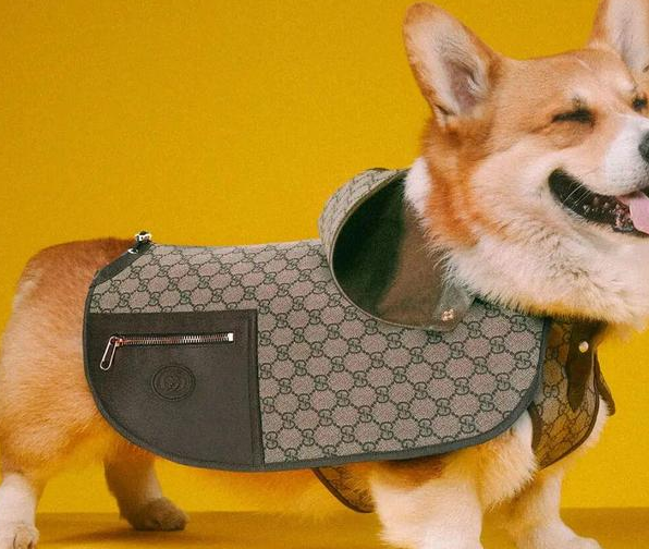 时尚圈的终极战场，为何是毛孩子