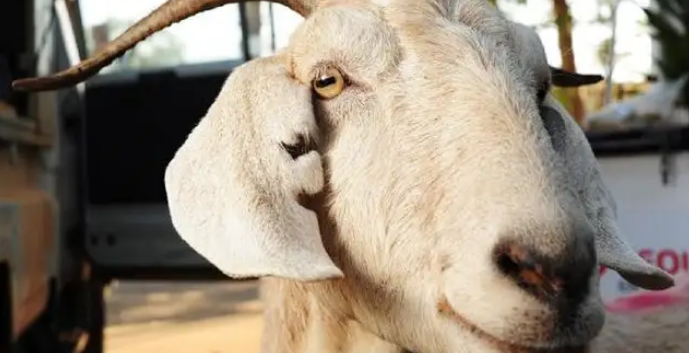 相当于人类90岁以上，贵州凯里网红动物园15岁四角羊离世