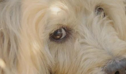 上海版“忠犬八公”的命运，何以触动人心最柔软的部分？