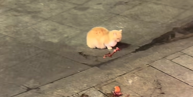 烤鱼店老板拿鱼杂喂猫躲过坠落花盆：如确定猫无主人，我会收养它