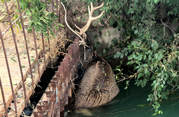 高台警民携手成功救助一只国家二级保护动物马鹿