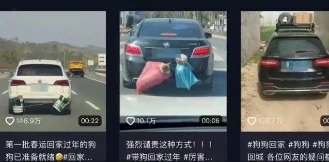 男子300公里高速发现62具猫狗尸体，推测出行放车外遭意外