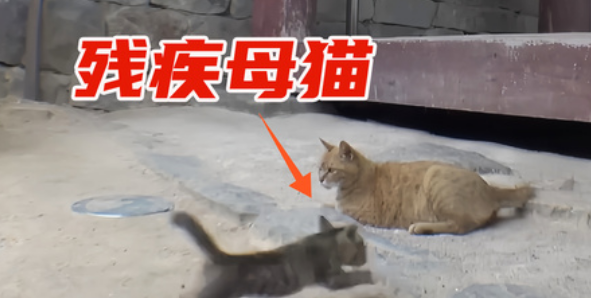 残疾猫公园“乞讨”救幼崽 母爱壮举暖哭网友