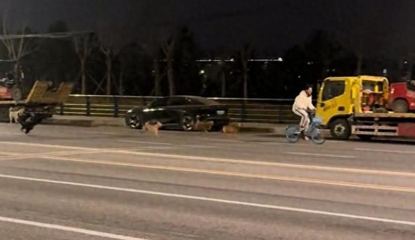 北京海淀一地现大批流浪狗追咬骑行者