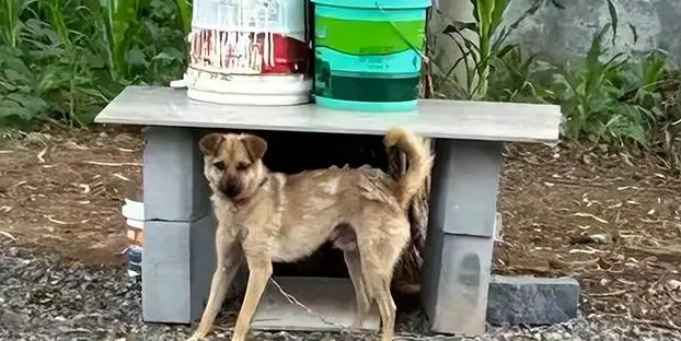 狗咬人被摔死，狗主人上门理论被反杀