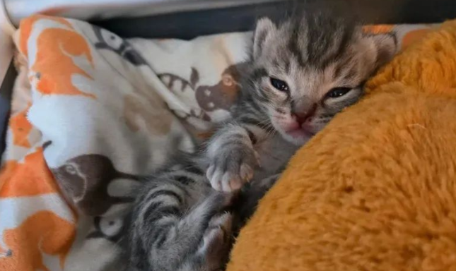 被遗弃纸箱，三只小奶猫绝境逢生，它们的逆袭之路暖哭众人