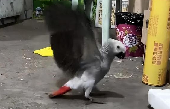 被悬赏3000元走失灰鹦鹉已飞回，当事人？合法喂养，目前状态良好