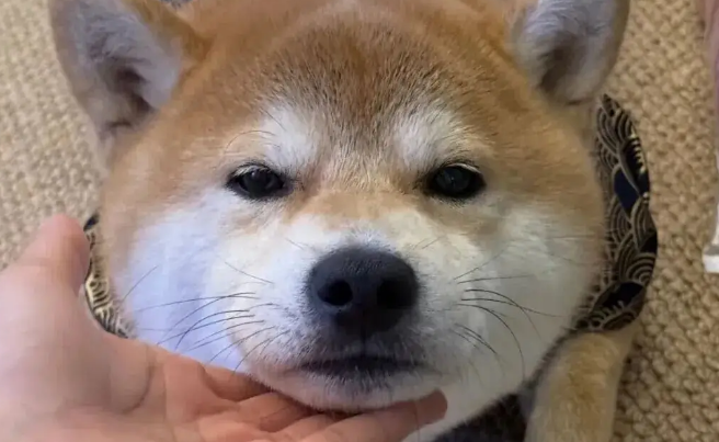 给柴犬买了件和服穿，主人笑了，还是老家的衣服合身