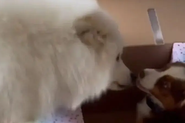 主人在狗生日当天将玩偶换成好朋狗，狗子肉眼可见兴奋…