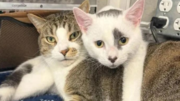 奶萌小猫治愈孤独老猫，这跨越年龄的爱，温暖了整个收容所