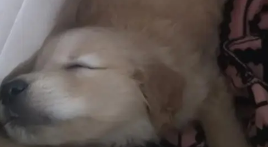 捡回的流浪狗僵坐3小时不敢睡，暖心守护3天，直接翻着肚皮酣睡