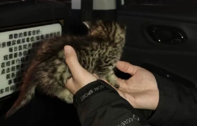 北京一网约车司机一年救下20多只小猫，网友：他车座后的纸条更让人泪目