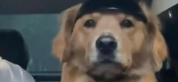 女子骗狗去公园玩，结果半路被狗识破：其实是去打针！