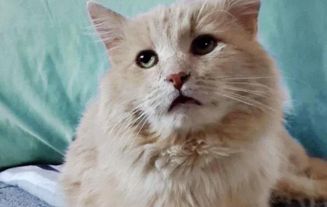 流浪猫一年寻觅，伤痕累累终被收养