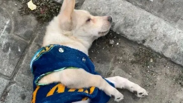 受伤小狗遭主人遗弃，医院里它仍摇尾巴，无奈医药费成无底洞