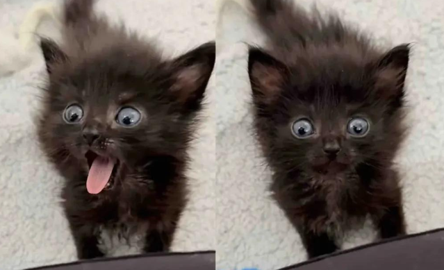 女子用10个不眠夜救下一只黑色的小奶猫，猫咪好可爱啊