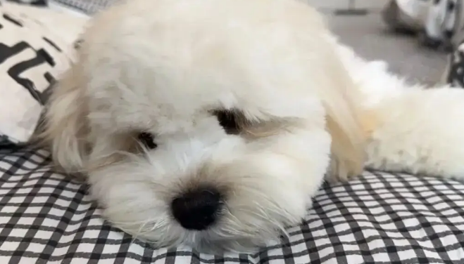 当主人想独处一会儿，但家里的狗不同意