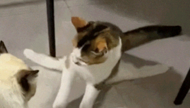 瘫痪小猫被养成“家中小霸王”！攀爬打架样样行