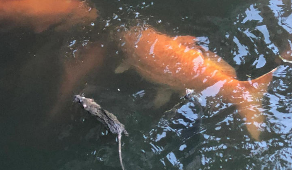 杭州西湖出现老鼠在水中和鱼抢食