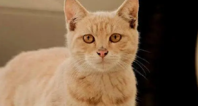 校园流浪猫被过度投喂，学生爱心变甜蜜负担，今被挂牌谢绝投喂