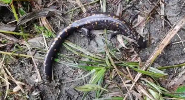 梵净山发现国家二级保护两栖动物——贵州拟小鲵