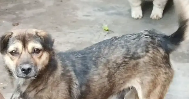 养 14 年老狗意外生下独生女，网友评论看哭：它一生都在为家操心