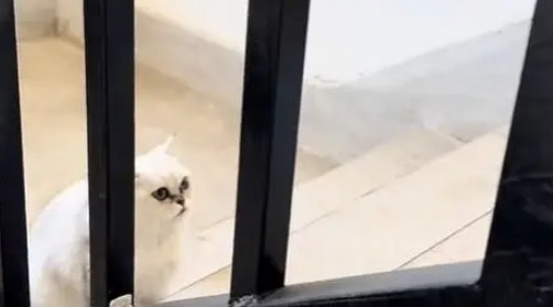 电梯口捡到银渐层，原主弃养苦等7日，安全出口见真情