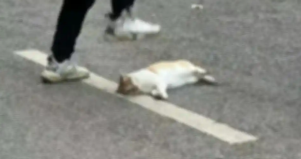 中学教师被指当学生面踩死流浪猫，学校：当事人的小孩被猫咬了