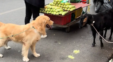 金毛跑到山羊面前标记地盘，结果被羊创飞。