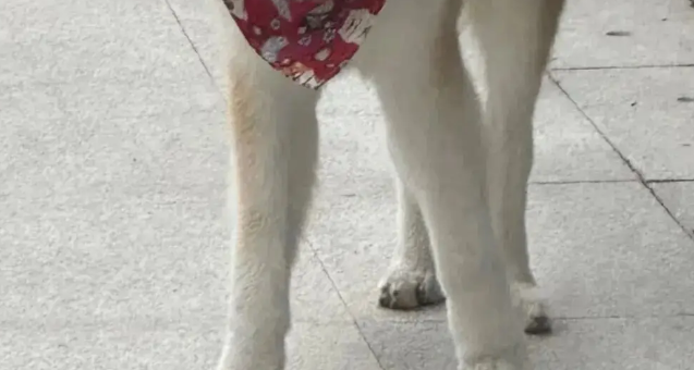 网友说她家秋田犬腿特别长，绝了……P都不敢这么P