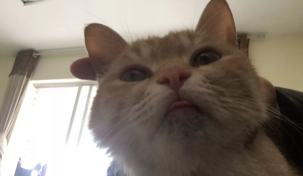 家猫瞬间怂得隐身，铲屎官找猫怒了 