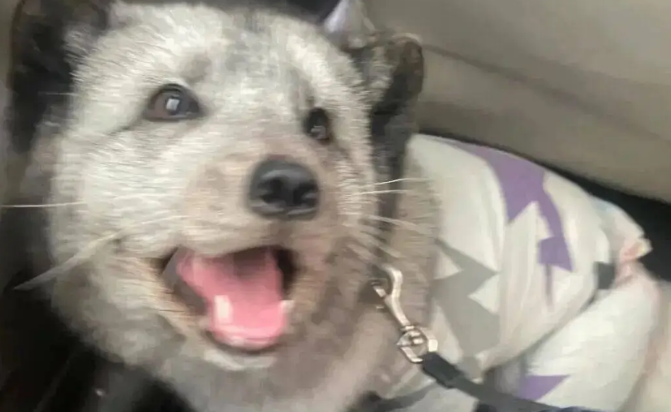 妹子拼车拼到一只小狗，但越看越奇怪，它居然是狐狸！