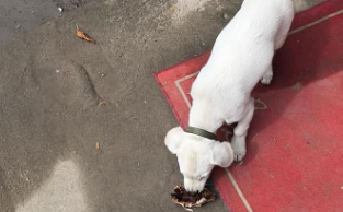 狗跑进高校失踪，保安称狗被吃了！校方：已补偿狗主人