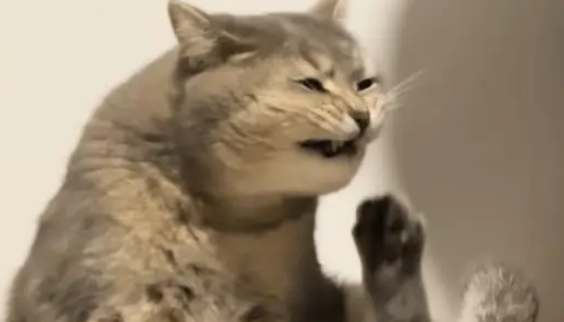 小猫知道自己脚臭，只是没想到这么臭，闻一下差点猫条都吐了出来