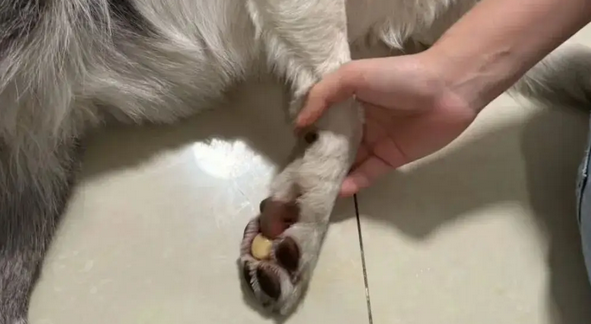 散步回来边牧一直舔爪子，主人抬起它的脚一看，真有心眼