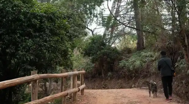 深圳首条宠物友好郊野径来了！全程2公里，毛孩子也能撒欢