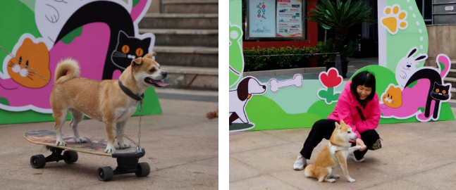 萌宠出道，文明护航！江桥镇宠物运动会嗨翻全场