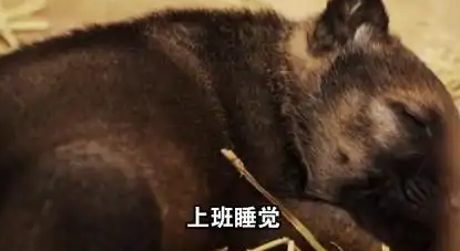 云南楚雄警犬被通报批评，这个梗好有意思啊