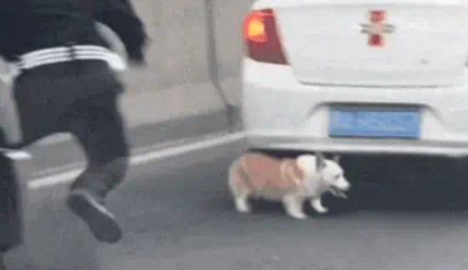 柯基误闯高速致堵塞，交警抓捕反被遛，汪：我走的是“基动”车道