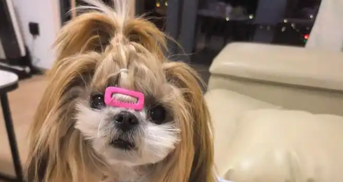 主人生病没空梳毛，两只长毛狗忠心守候，颜值潦草彻底放飞！