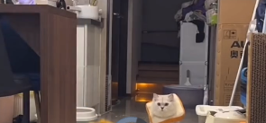 宠物上门喂养走红，小区物管也来“分杯羹”