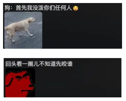 云南泼水节拉布拉多被四面夹击，弃桶而逃画面火了