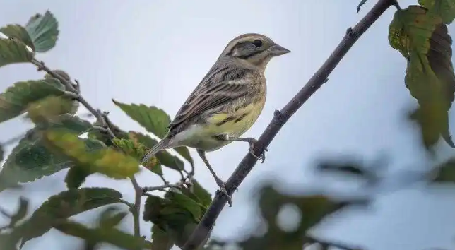 国家一级保护动物再次现身！