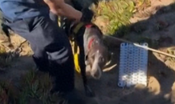 美国旧金山一只狗掉落悬崖，被救起给每个消防员一个吻